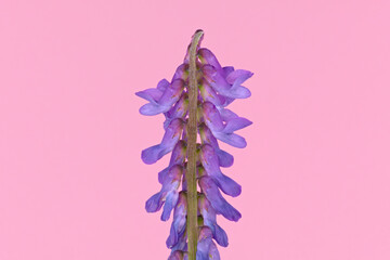 Wild European violet flower tufted vetch, cow vetch or bird vetch , isolated on a pink pastel...