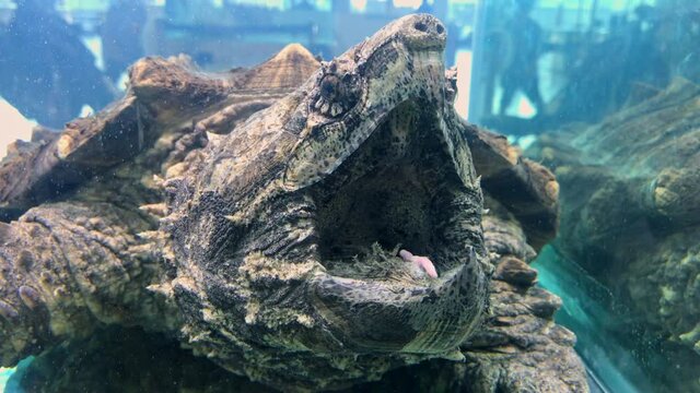 Large alligator snapping turtle in an aquarium. Taken on the phone
