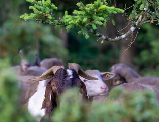 Schafe auf dem Russberg bei Tuttlingen