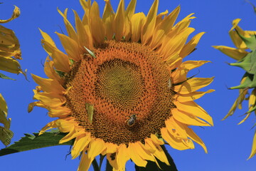 sunflower on blue background that's bright and colorful in Kansas.