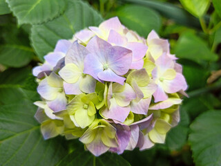 Hydrangea flower, Hydrangea macrophylla, blooming in spring and summer in a garden. Hydrangea macrophylla, beautiful bush of hortensia flowers. Close up, macro foto