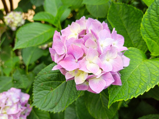 Hydrangea flower, Hydrangea macrophylla, blooming in spring and summer in a garden. Hydrangea macrophylla, beautiful bush of hortensia flowers. Close up, macro foto