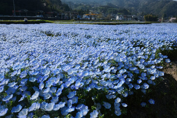 一面の青のネモフィラ