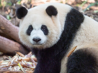 Fototapeta premium Panda Bear staring