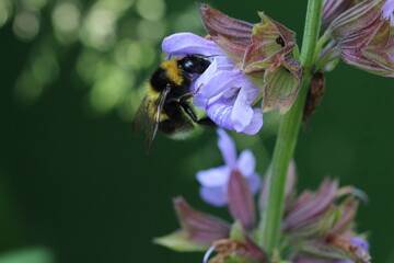 Gartenhummel - Bombus hortorum in Salbei Blüte