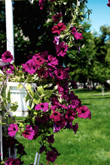 multicolored flowers on the plain on a beautiful summer day