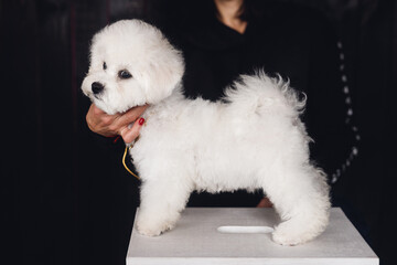 White Bichon Frize stands in a rack
