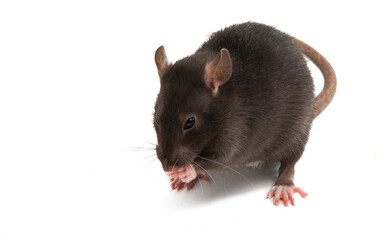 gray rat isolated