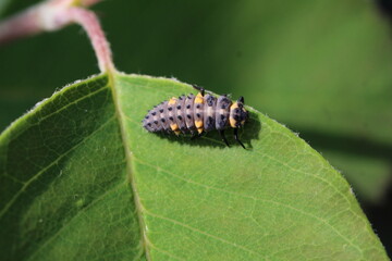 Siebenpunkt Marienkäfer Larve - Coccinella septempunctata