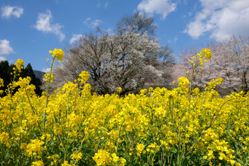 一心行の桜と菜の花