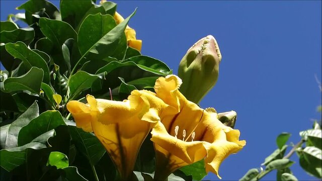 Cup of Gold Vine or Golden Chalice Vine in Andalusian village on spring morning