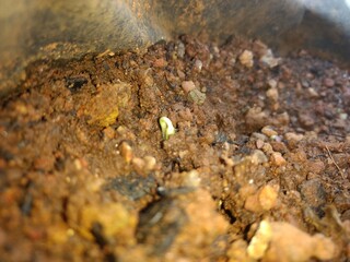 seed germinating