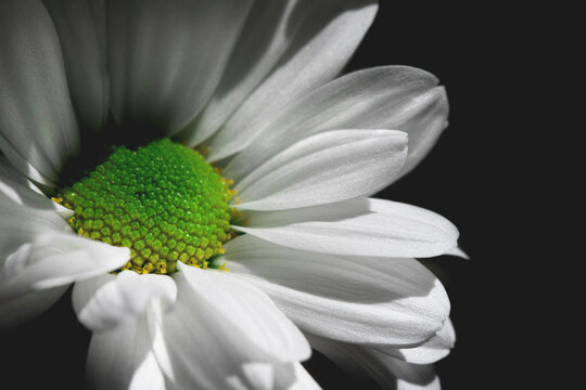 White flowers texture. Daisy. Macro. Bw.
