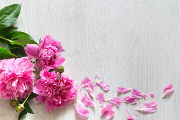 Naklejka na ściany i meble Pink peonies, peony petals on a light wooden background. Idea for postcards. Desktop design.