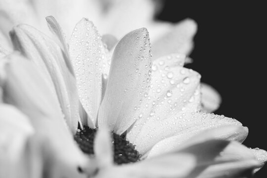 Drops of water on white flower petals. Macro. BW