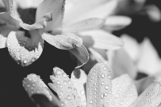Drops of water on white flower petals. Macro. BW