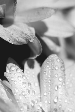 Drops of water on white flower petals. Macro. BW