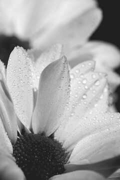 Drops of water on white flower petals. Macro. BW