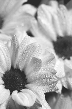 Drops of water on white flower petals. Macro. BW