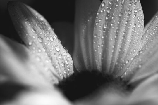 Drops of water on white flower petals. Macro. BW