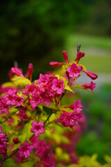 Weigela -  Caprifoliaceae - Weigela - Weigel wonderful - a beautiful pink flowering shrub