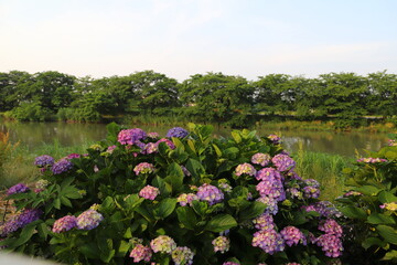 Obraz premium 埼玉県の元荒川沿いに咲くアジサイの花