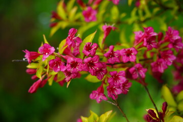Weigela -  Caprifoliaceae - Weigela - Weigel wonderful - a beautiful pink flowering shrub