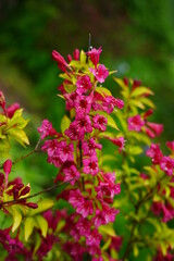Weigela -  Caprifoliaceae - Weigela - Weigel wonderful - a beautiful pink flowering shrub