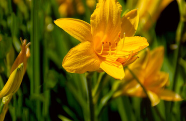 Obraz premium Bright yellow daylily on a country flower bed.