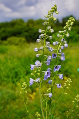 Delphinium Flower in the Garden - Larkspur flowers -  Delphinium elatum