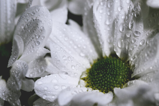 Drops of water on white flower petals. Macro. BW