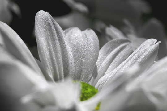 White flowers texture. Daisy. Macro. Bw.