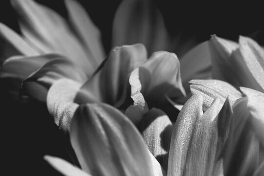 White flowers texture. Daisy. Macro. Bw.