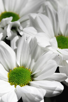 White flowers texture. Daisy. Macro. Bw.