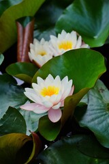 Nymphaea ( water lilies) - waterlily on the Japanese pond - Aquatic vegetation, water plants