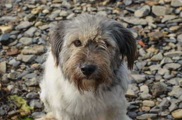 pet dog looks at the camera outdoor