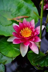Nymphaea ( water lilies) - waterlily on the Japanese pond - Aquatic vegetation, water plants