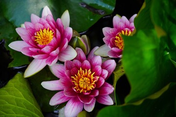 Nymphaea ( water lilies) - waterlily on the Japanese pond - Aquatic vegetation, water plants