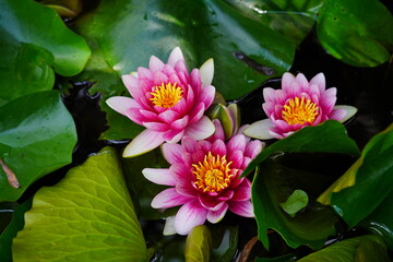 Nymphaea ( water lilies) - waterlily on the Japanese pond - Aquatic vegetation, water plants