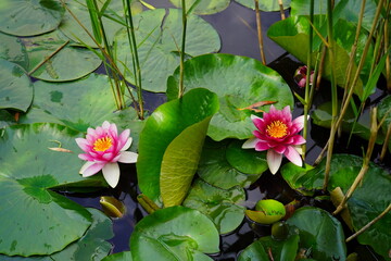 Nymphaea ( water lilies) - waterlily on the Japanese pond - Aquatic vegetation, water plants