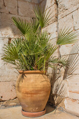 Potted Fern in a ceramic clay pot in Spain with a stone wall background.