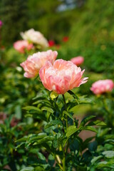 Beautiful blooming peonies (Paeonia) - Flowering peonies in the garden - pink   peony bush
