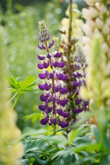 Blooming colorful lupine flowers - Lupinus polyphyllus - a garden on a sunny spring day- purple lupine, garden decorations