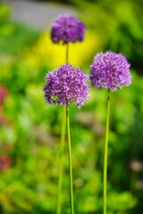 Allium Gladiator,Allium Giganteum - Giant Oniion ,blooming in a garden