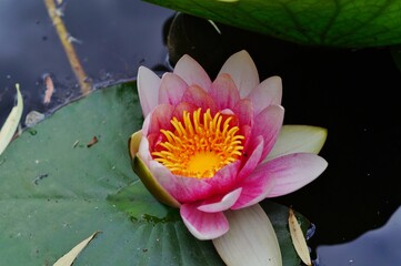 Nymphaea ( water lilies) - waterlily on the Japanese pond - Aquatic vegetation, water plants