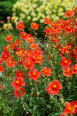 A beautiful orange inflorescence - Helianthemum hybridum, 'Henfield Brilliant'  - decorative variety