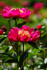 Beautiful blooming peonies (Paeonia) - Flowering peonies in the garden - pink   peony bush