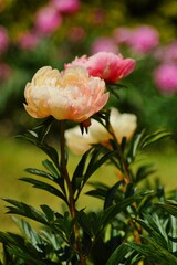 Fototapeta premium Beautiful blooming peonies (Paeonia) - Flowering peonies in the garden - pink peony bush