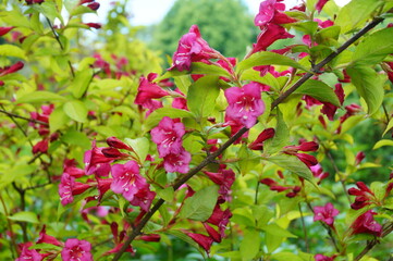 Obraz na płótnie Canvas Weigela - Caprifoliaceae - Weigela - Weigel wonderful - a beautiful pink flowering shrub