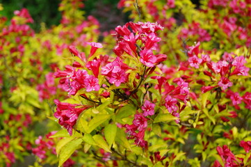 Weigela -  Caprifoliaceae - Weigela - Weigel wonderful - a beautiful pink flowering shrub